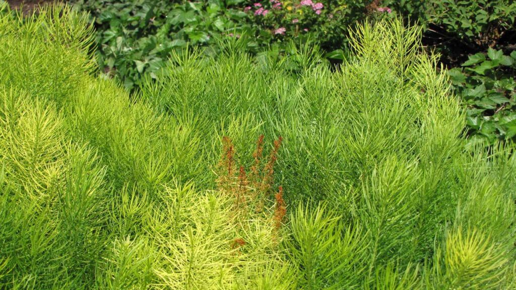 Amsonia hubrichtii with a bit of early Round Up damage showing - otherwise looks great for a drought stricken July.