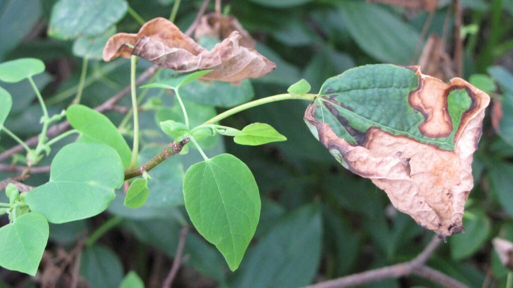 Disanthus cercidifolius - rallying in August.