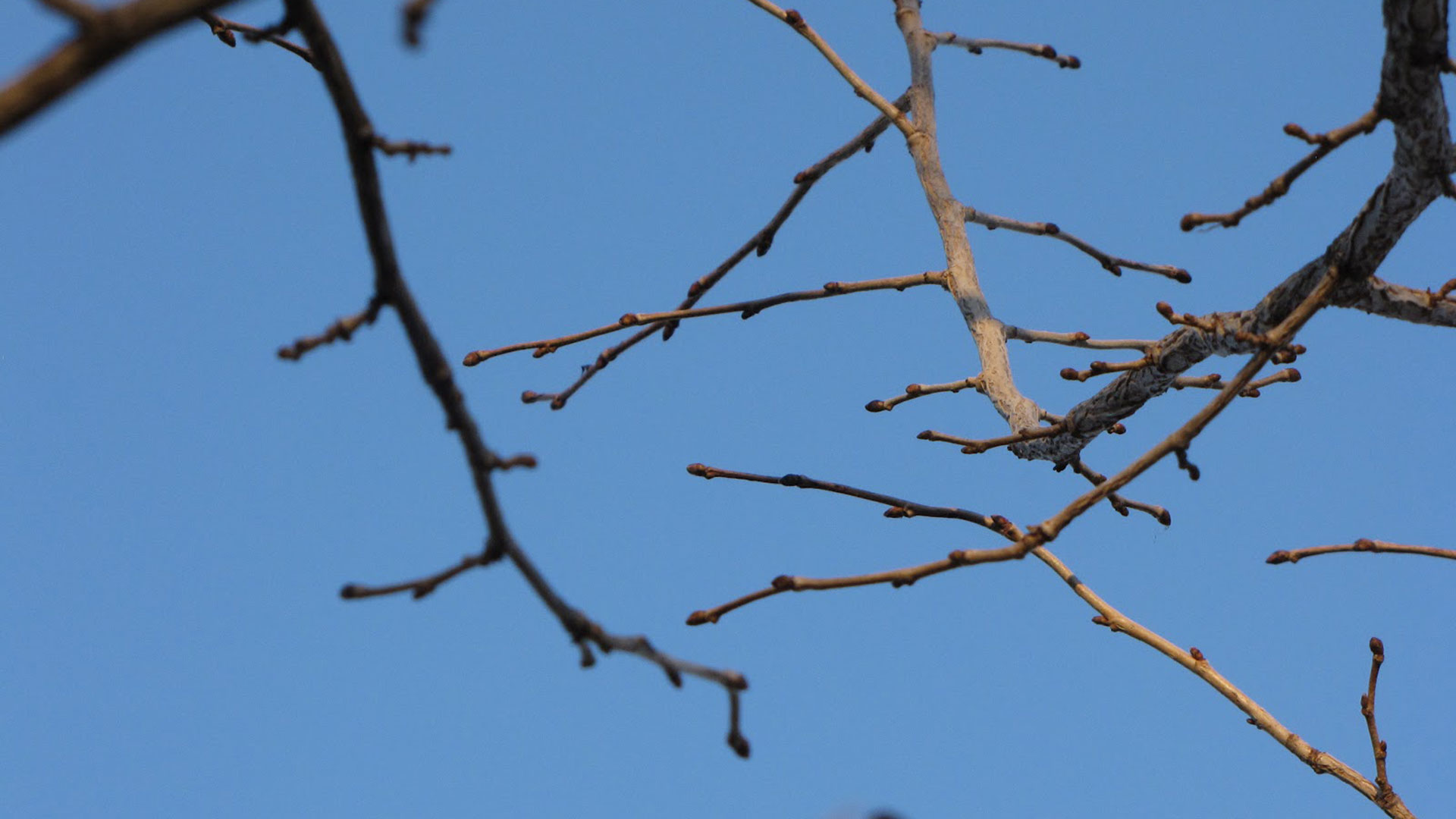 Corylus colurna leaf buds