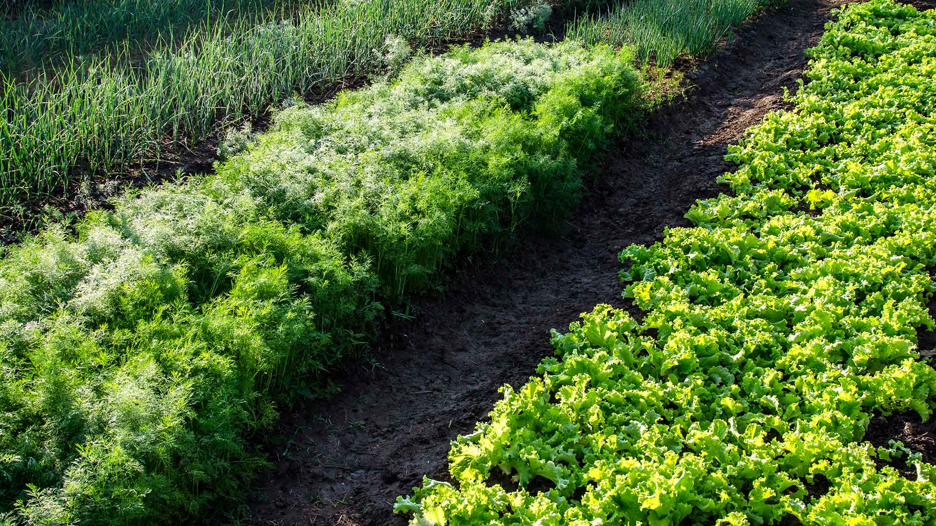 Companion Planting Podcast