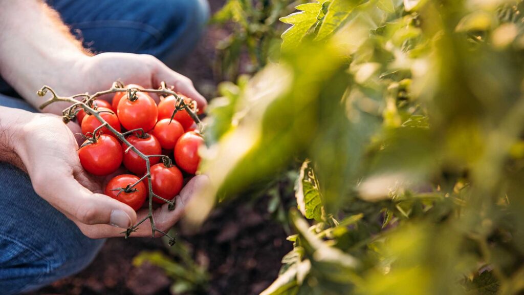 Warm Season Veggies