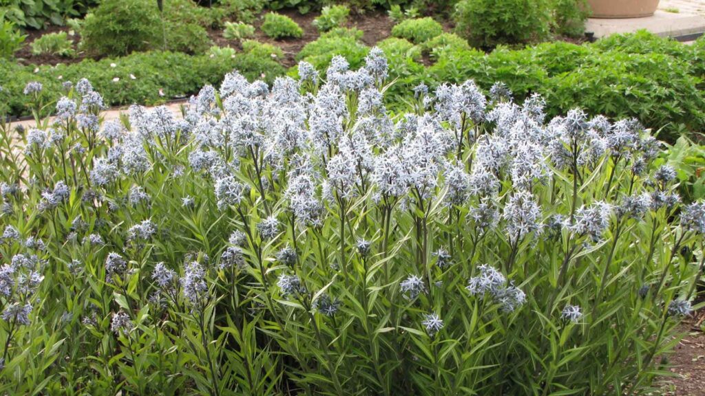 Amsonia Tabernaemontana, nice shape!