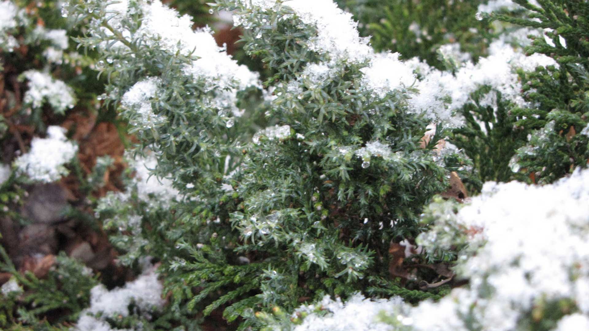 Chamaecyparis obtusa 'Split Rock' with some cold frosting