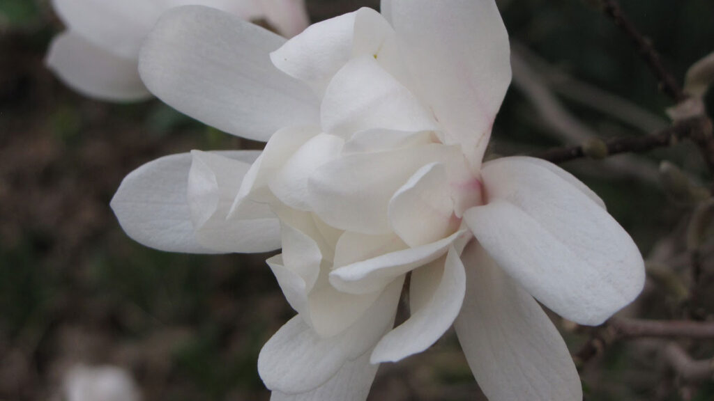 Magnolia stellata - morning of bloom