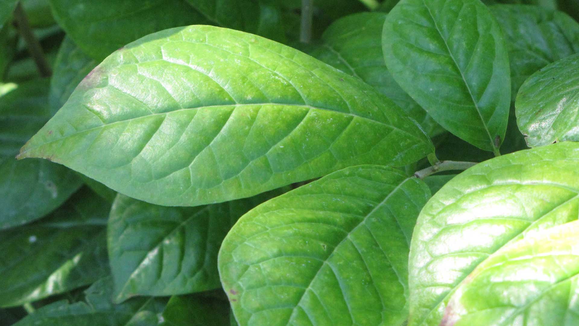 Orixa japonica, leaf