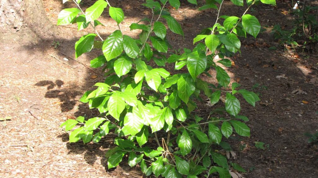 Orixa japonica - same age as plant in previous photo, but unpruned