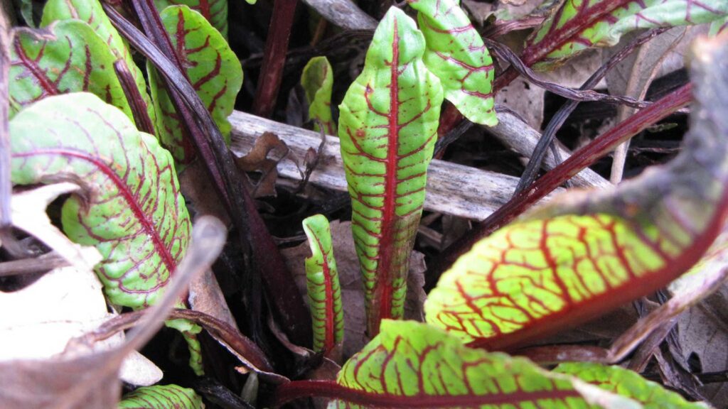 Rumex sanguineus can't wait for spring!