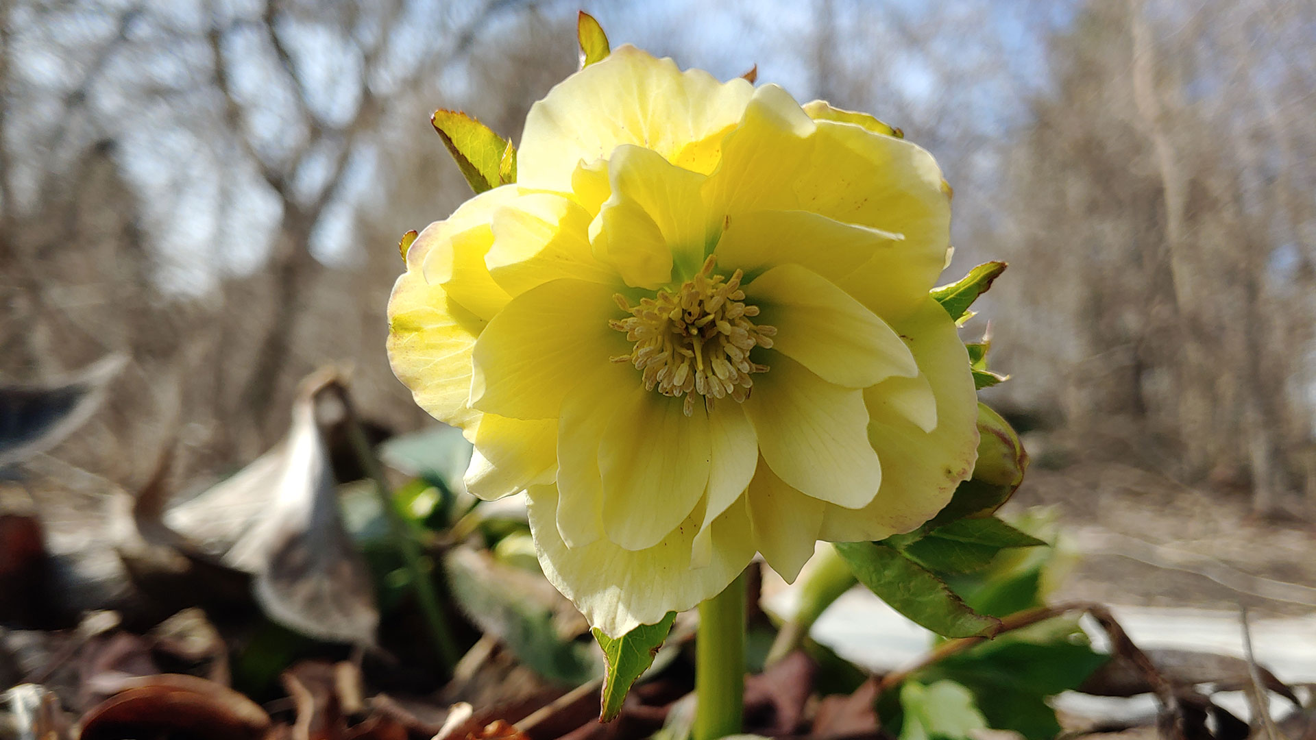Helleborus