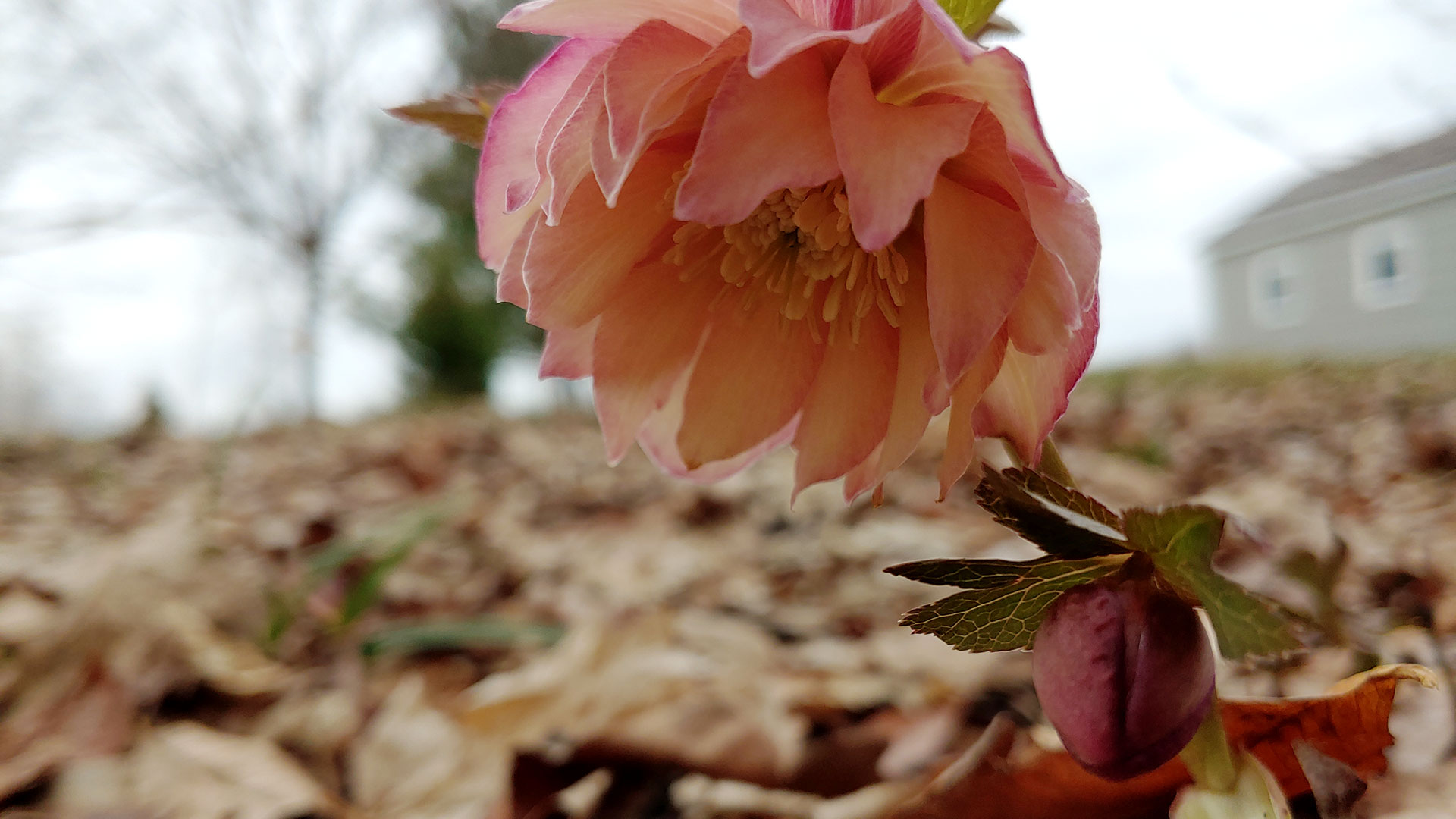 Hellebores Podcast