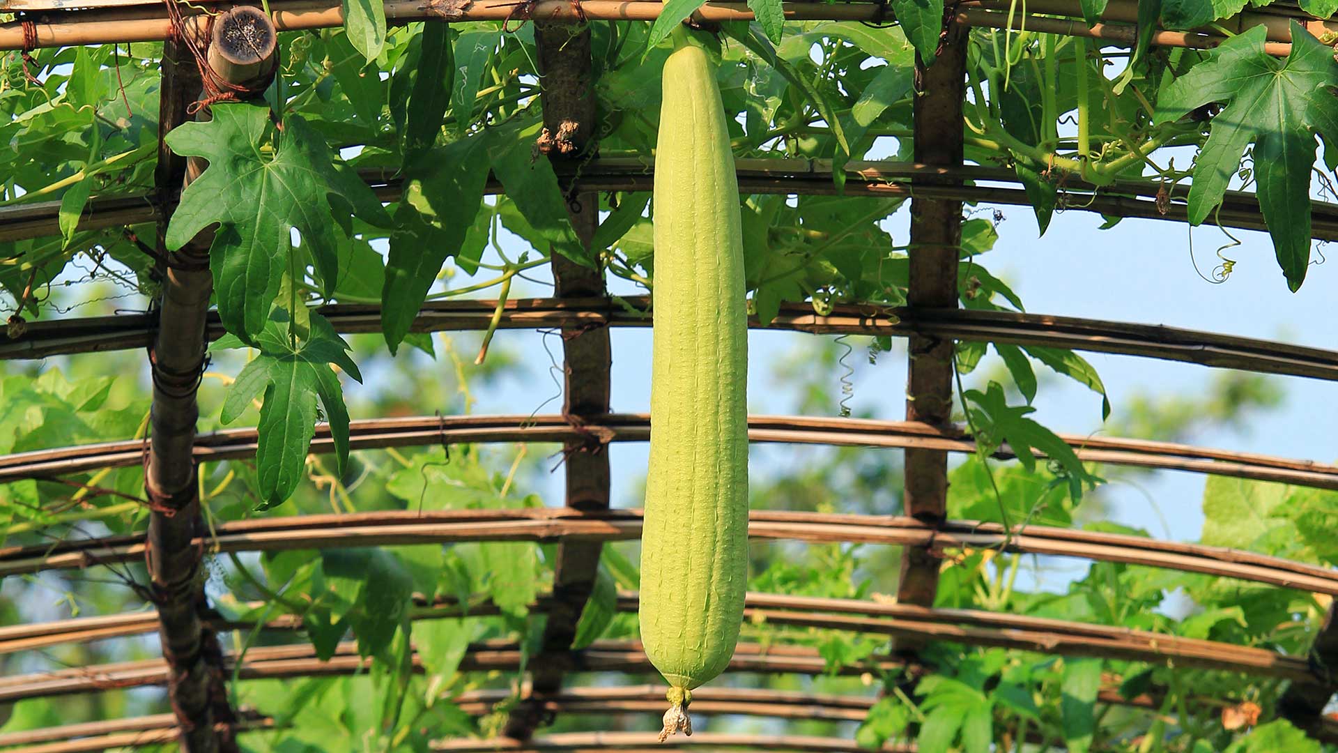 How to Grow Luffa