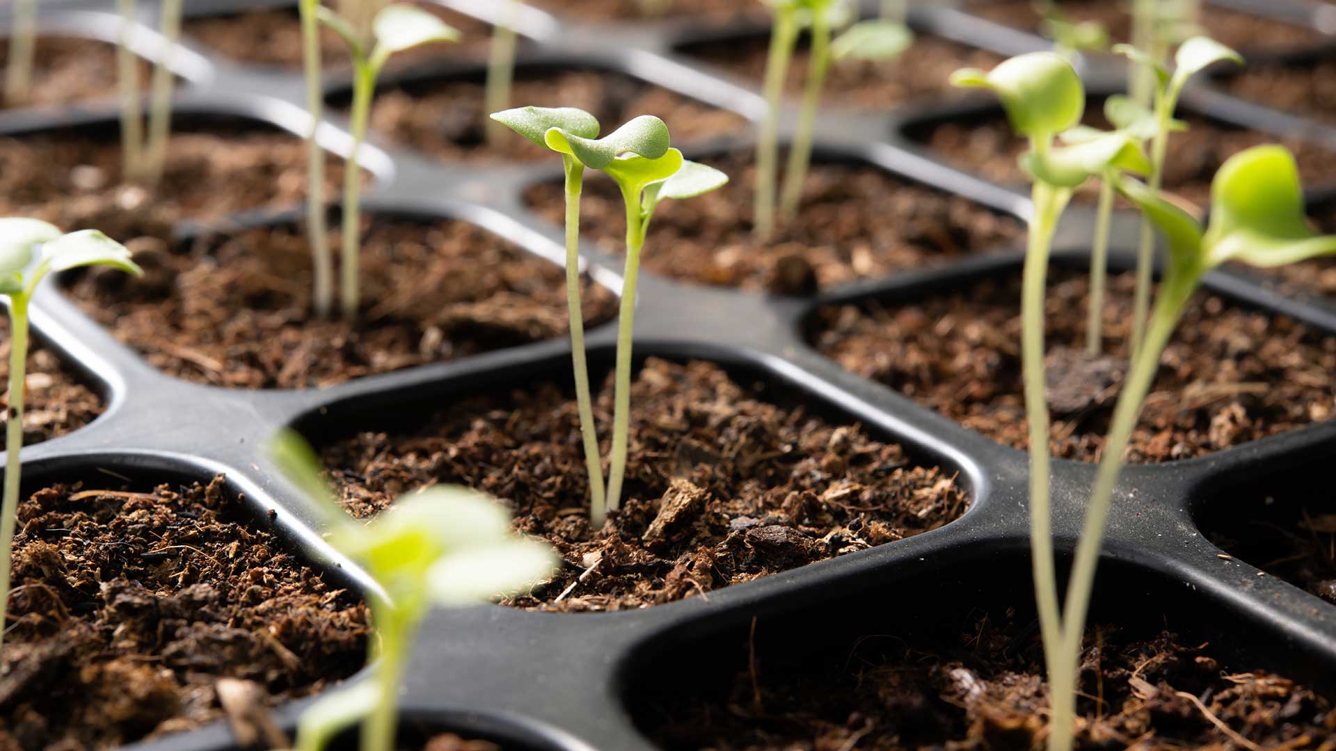 Guide to Successfully Sowing Seeds