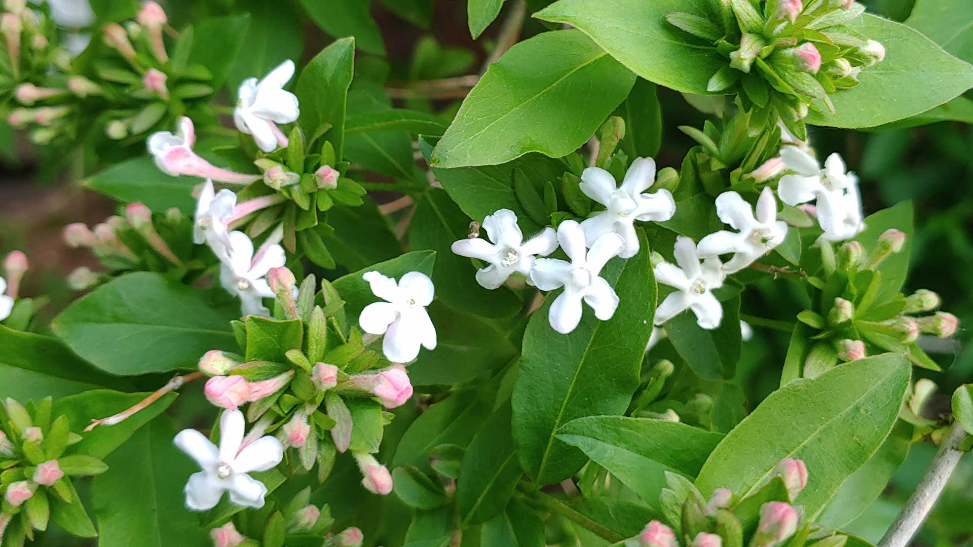 abelia-mosanensis-blog