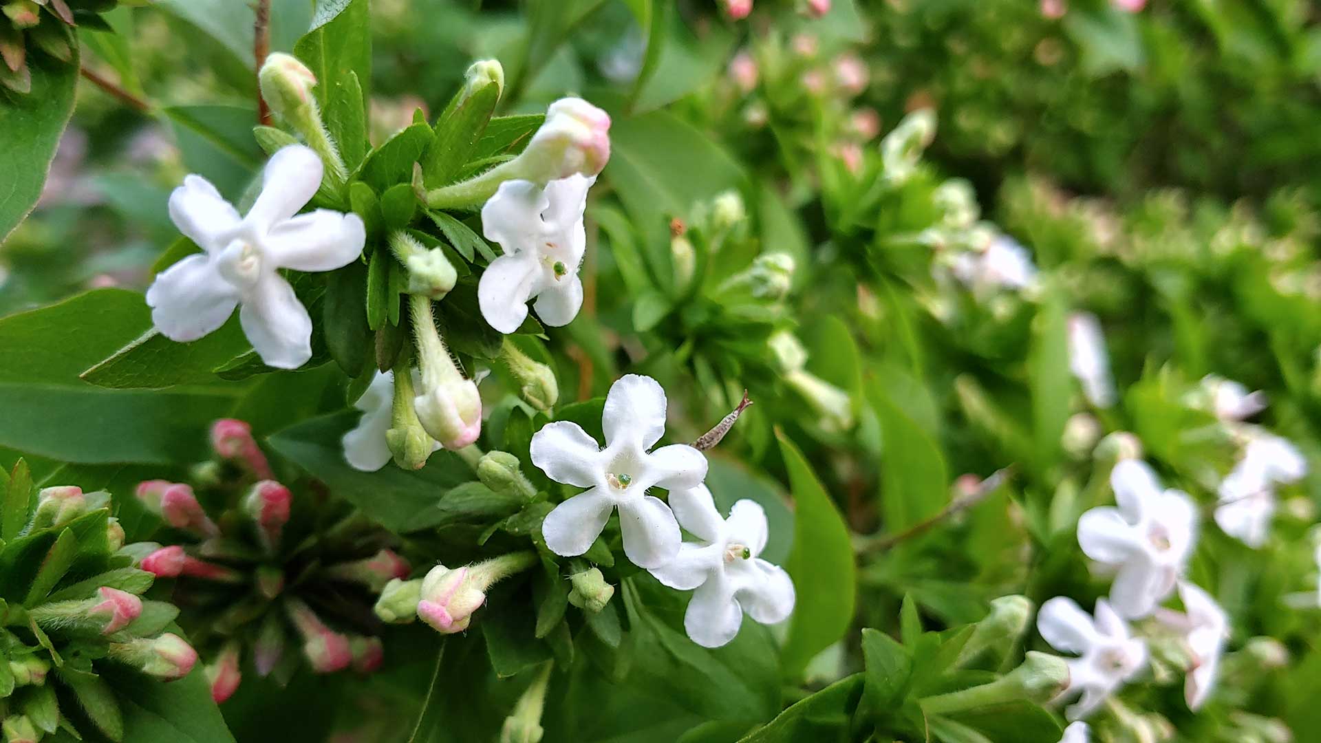abelia-mosanensis-podcast