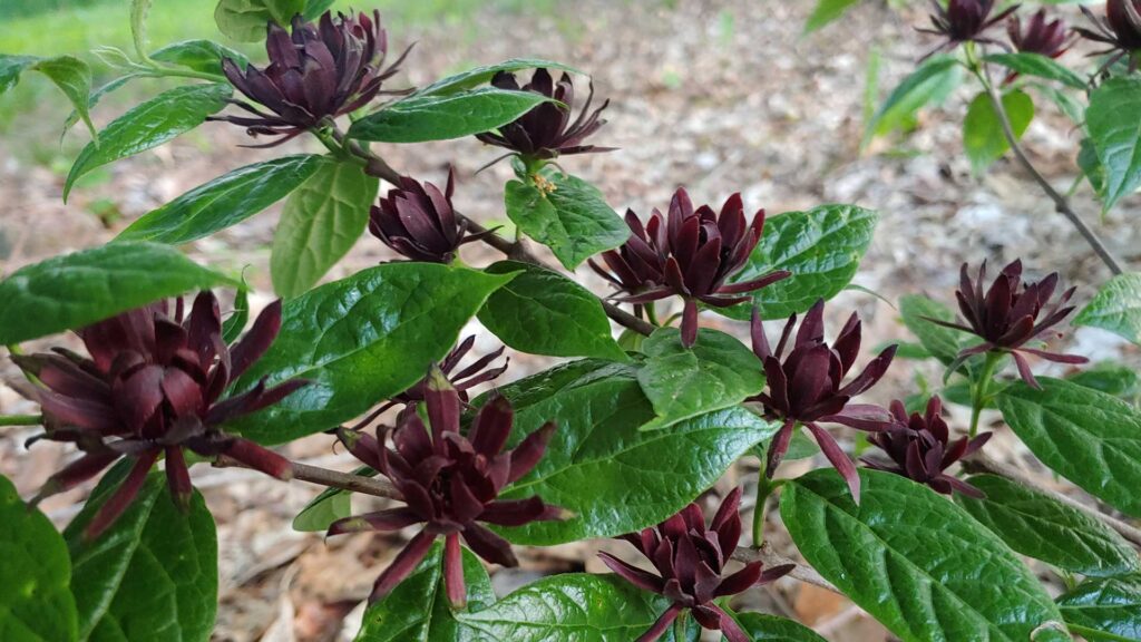 Calycanthus (Carolina Sweetshrub or Sweet Bubby) Blog