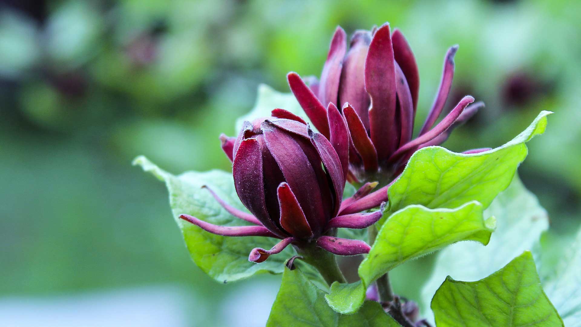 Calycanthus (Carolina Sweetshrub or Sweet Bubby) Podcast