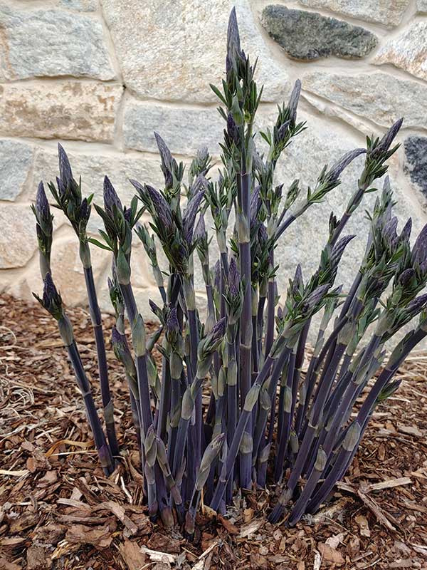 Interesting “A” Plants