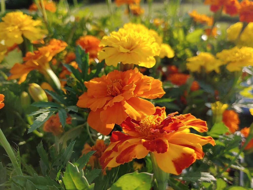 Marigolds in the Garden