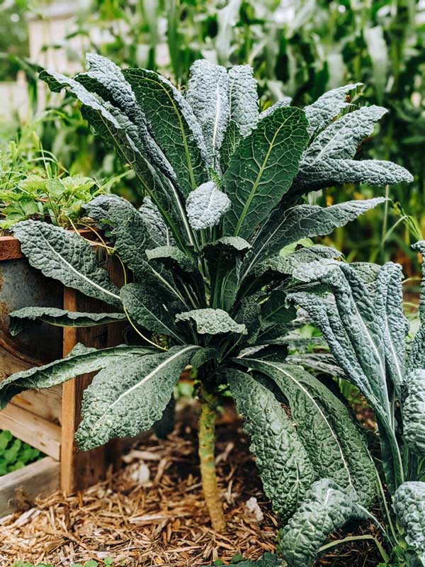 Kale