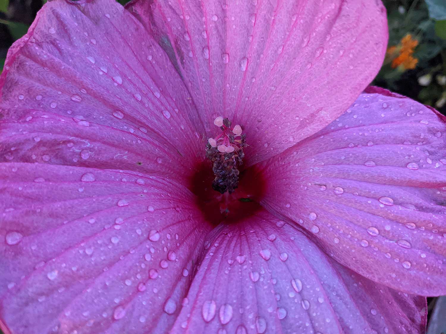 Hibiscus