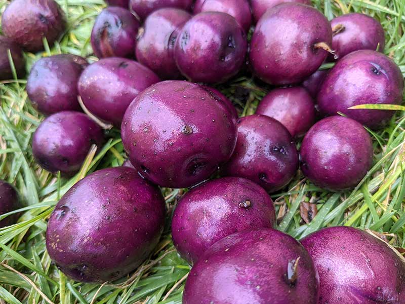 Potatoes