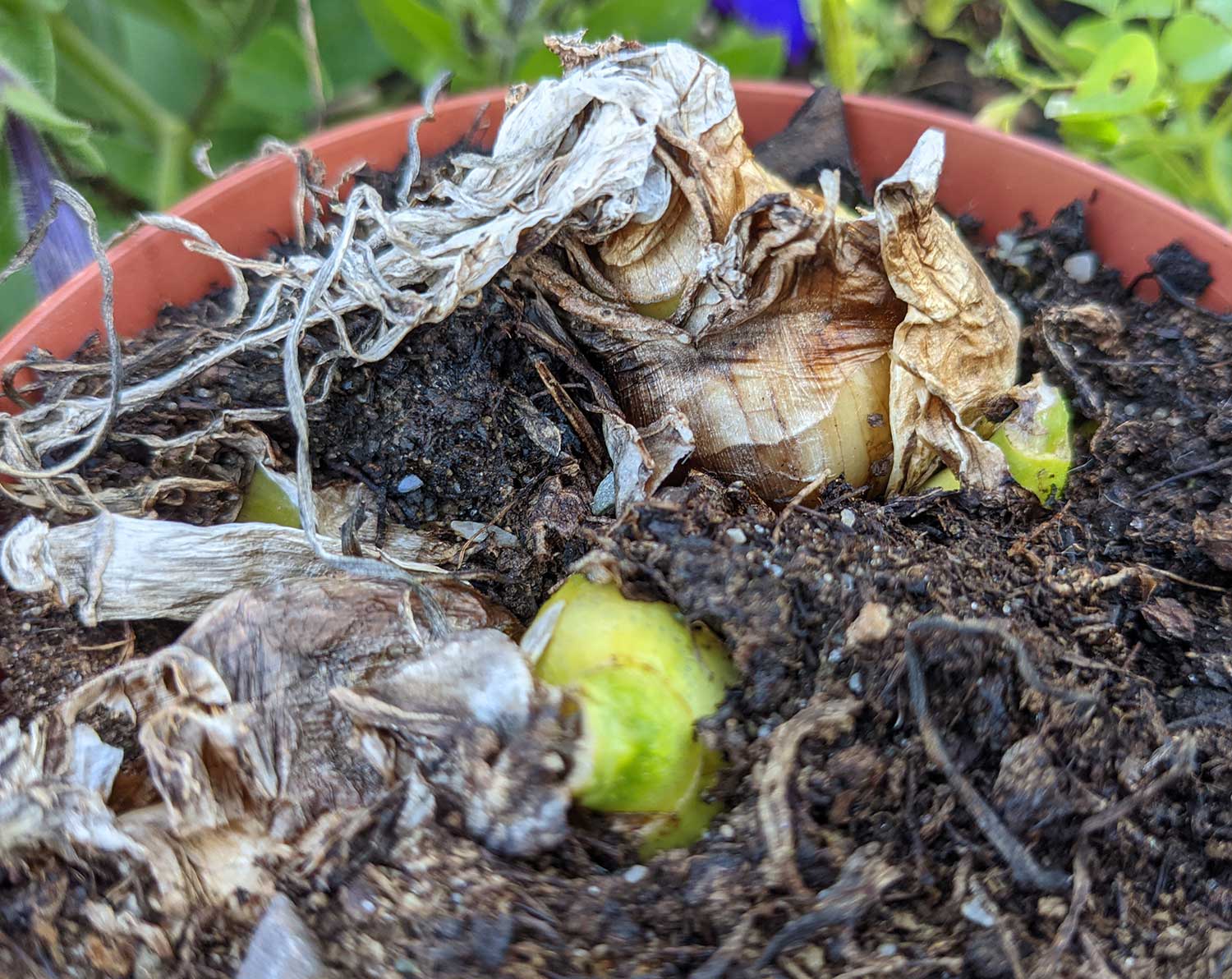Planting Spring Flowering Bulbs