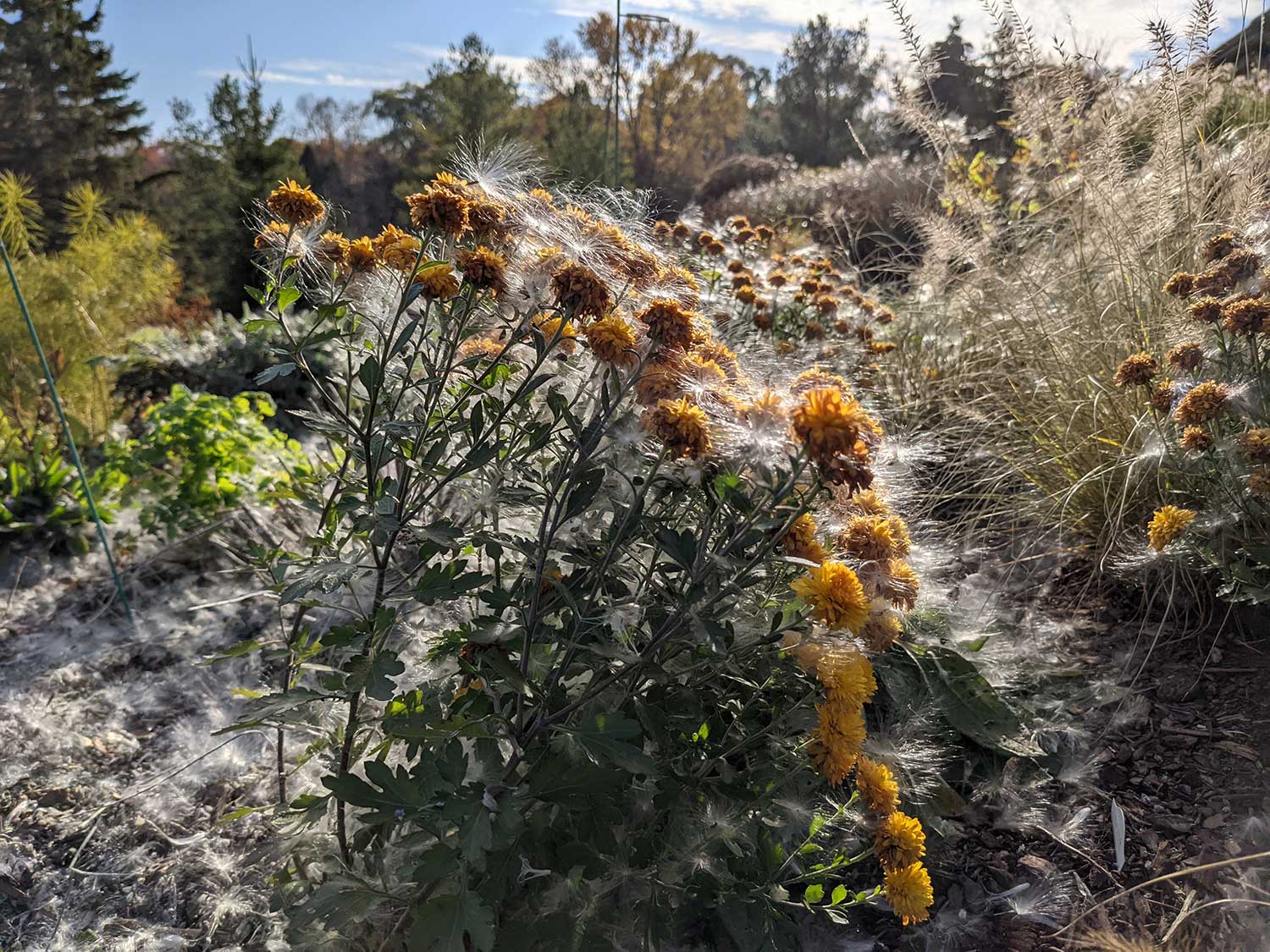 Asclepias