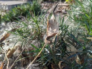 Asclepias