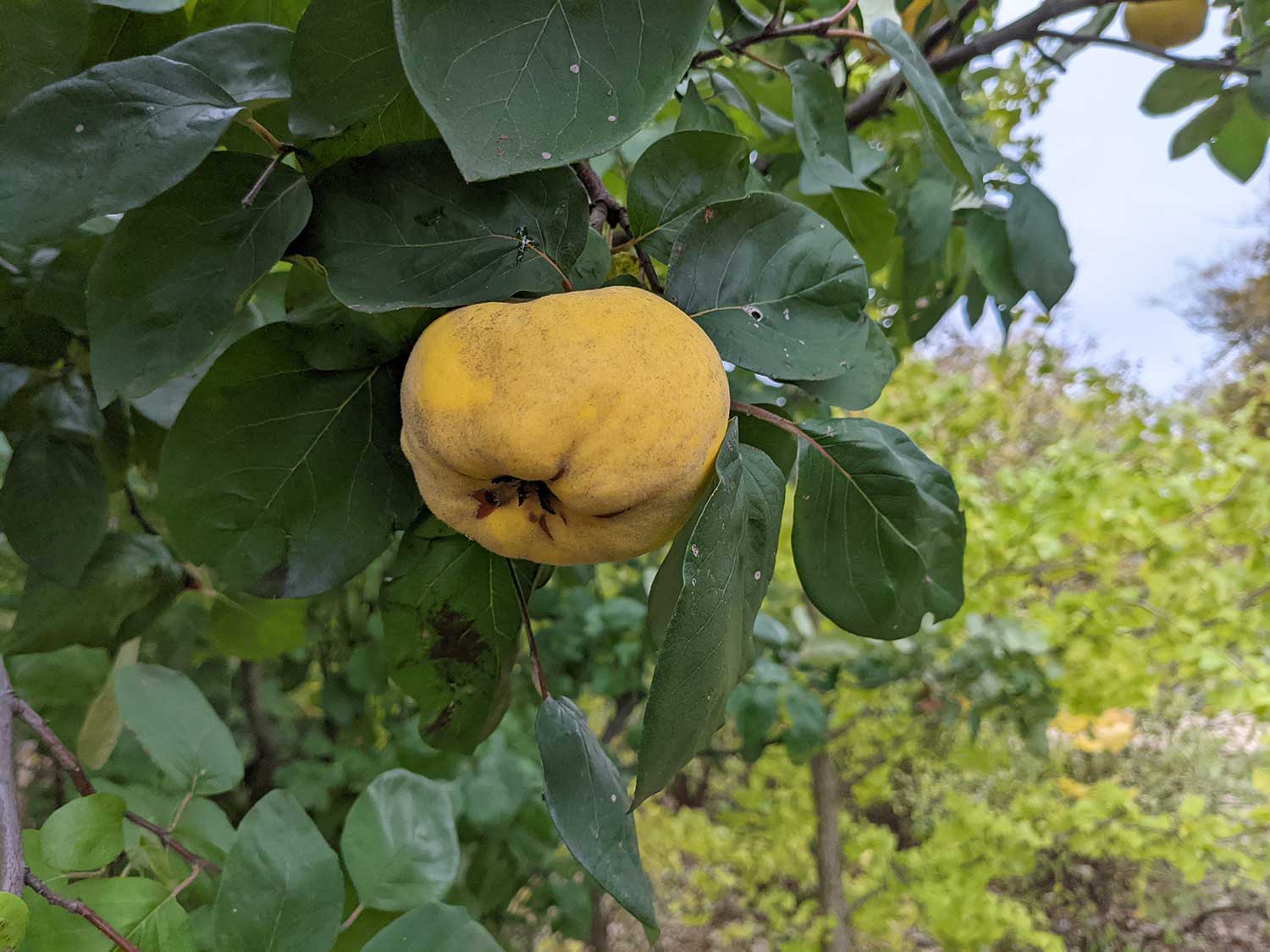 Quince