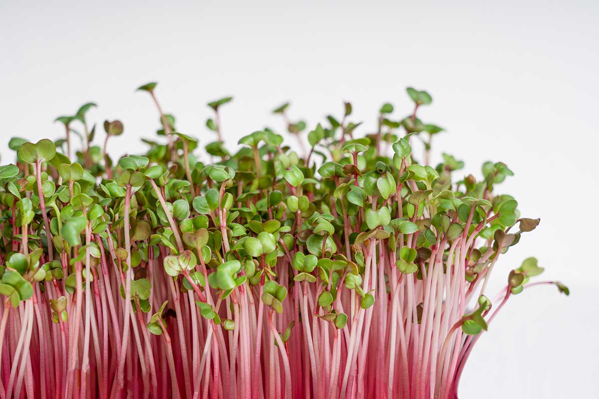 Microgreens