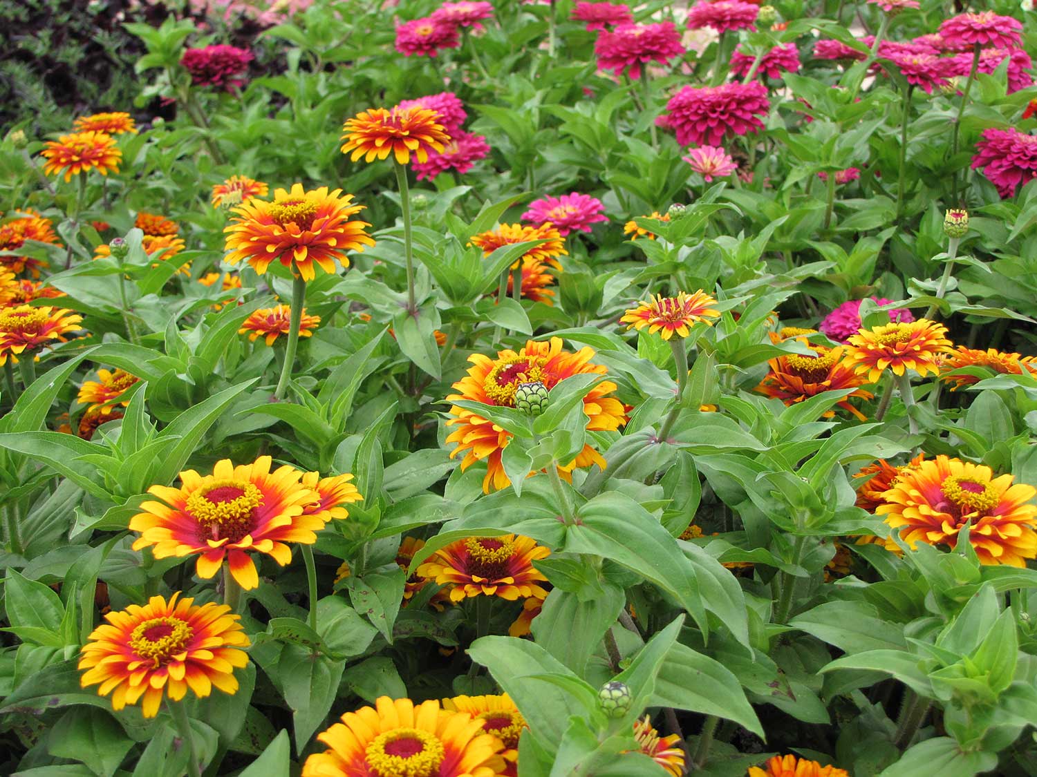 Zinnias