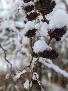 Will the early spring freeze affect plants? It depends