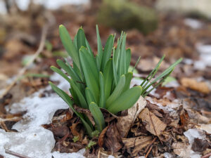 Effects of Cold in Spring