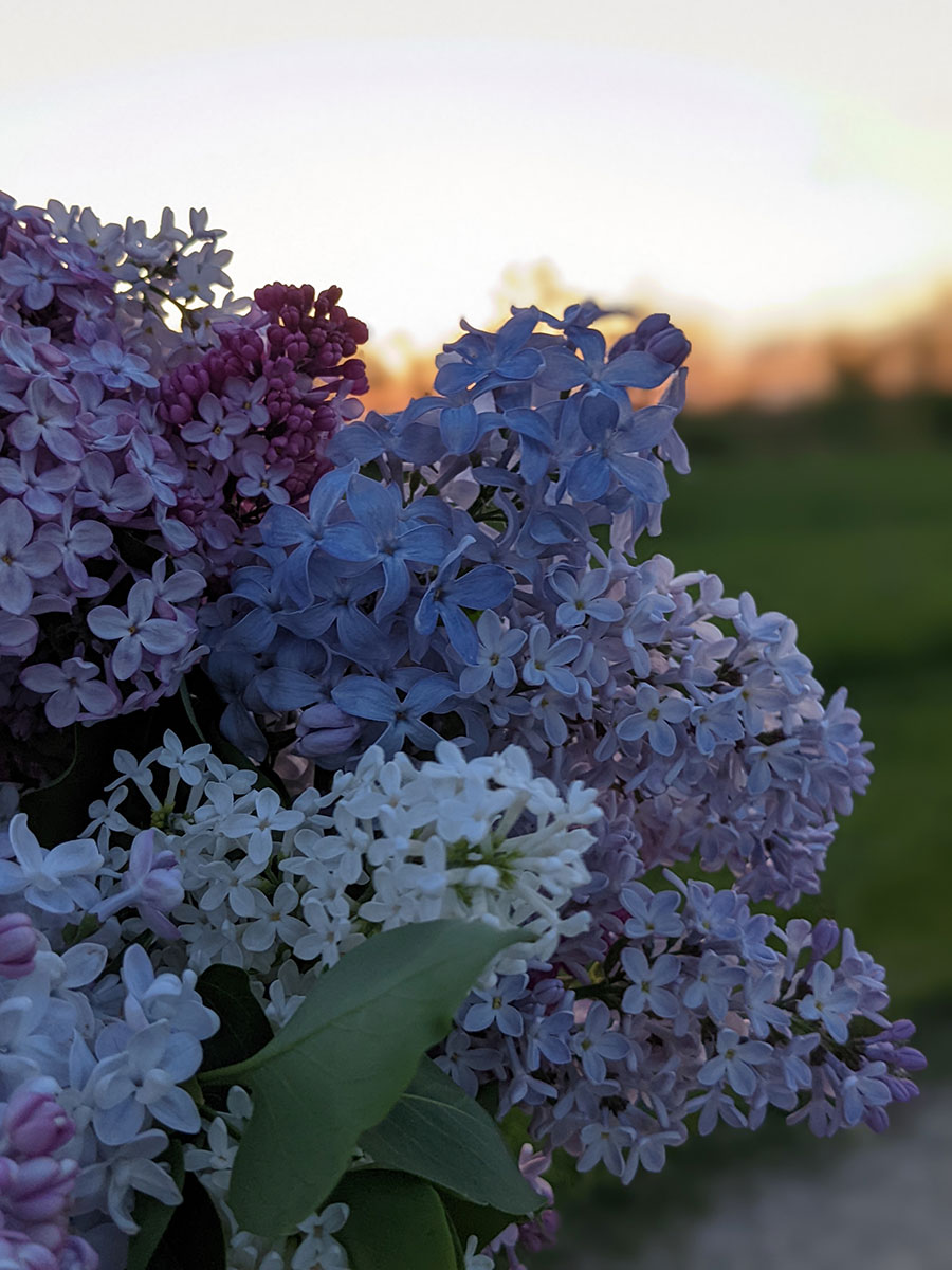 Lilacs