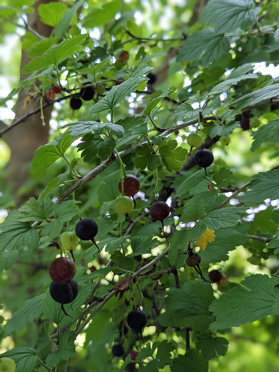 Gooseberries