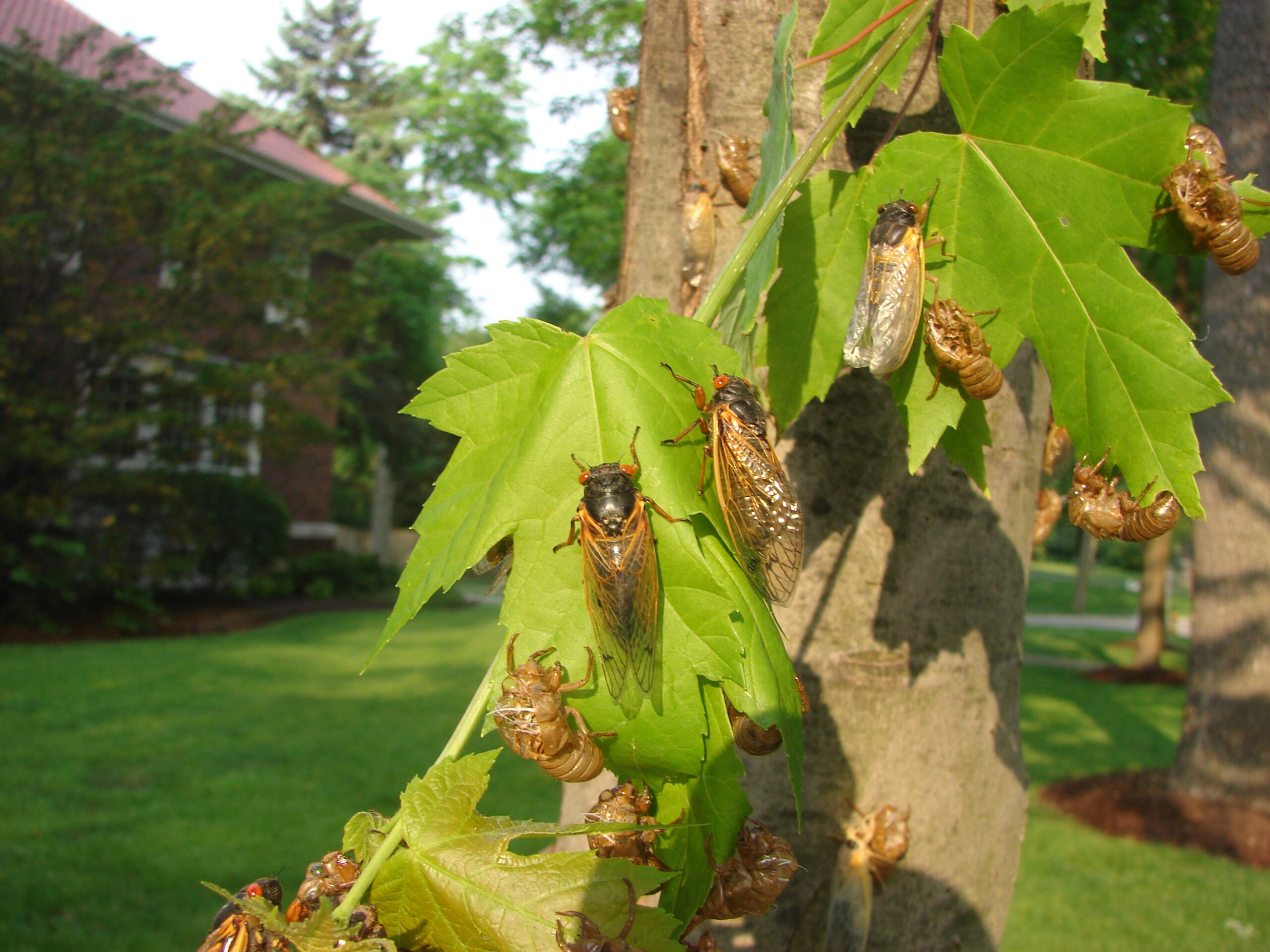 Cicada’s the 17 year locusts